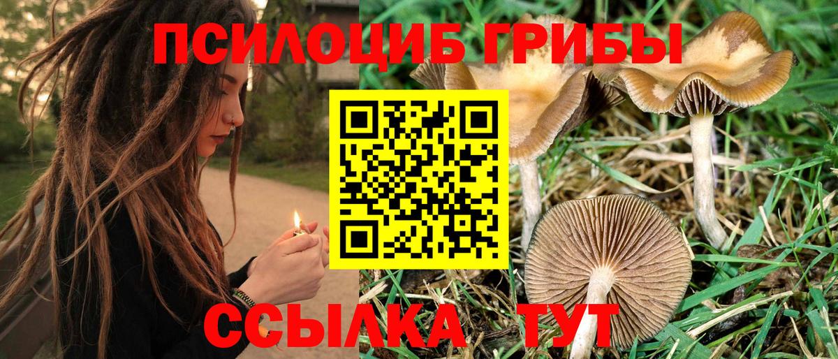 Псилоцибиновые грибы Psilocybe  Вход с VPN  Бор 